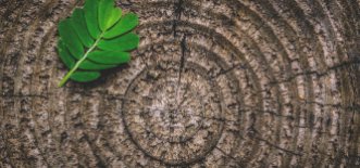 Гробы только из массива древесины